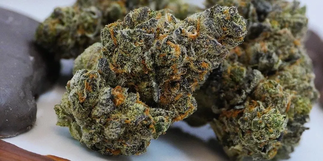 Indulge in Blissful Euphoria with Triple Scoop Cannabis Strain